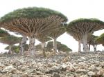 Mushroom Trees
