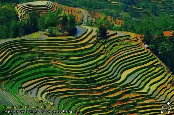 Câmpurile de orez în terase de la Longji 