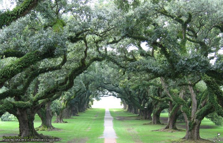 Alee de stejari - Vacherie, Louisiana